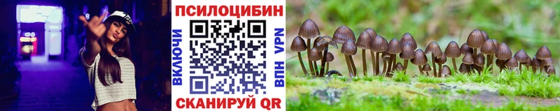 Купить закладки  Новозыбков  Галлюциногенные грибы мицелий 